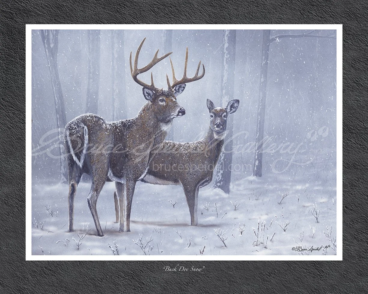 Buck Doe Snow — Bruce Speidel Art